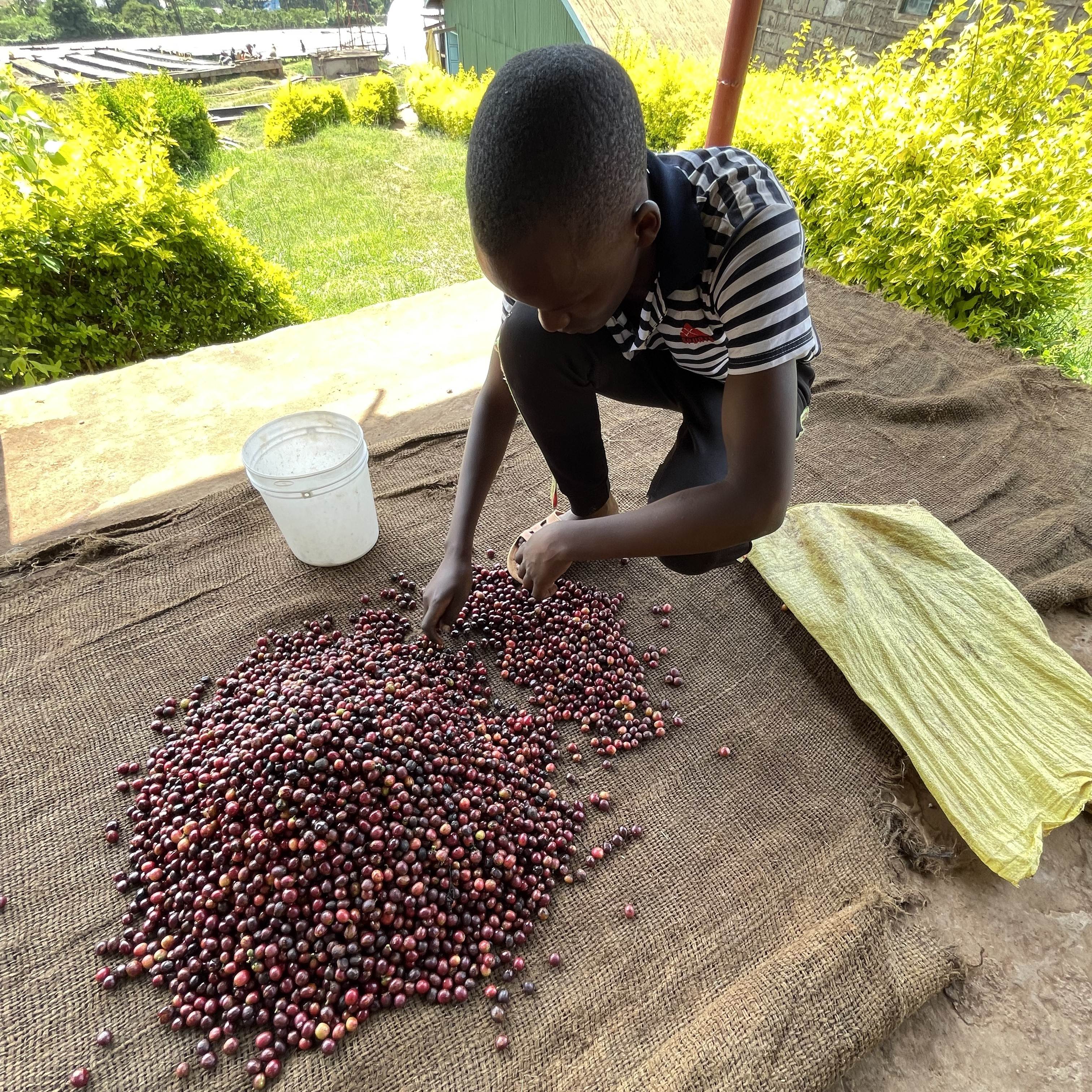 Kenya Kii AA Washed(24/25年クロップ) | ORIGIN COUNTRIES（オリジン